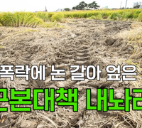 [영상] 쌀값 폭락에 논 갈아 엎은 농심, ‘근본대책 내놔라’